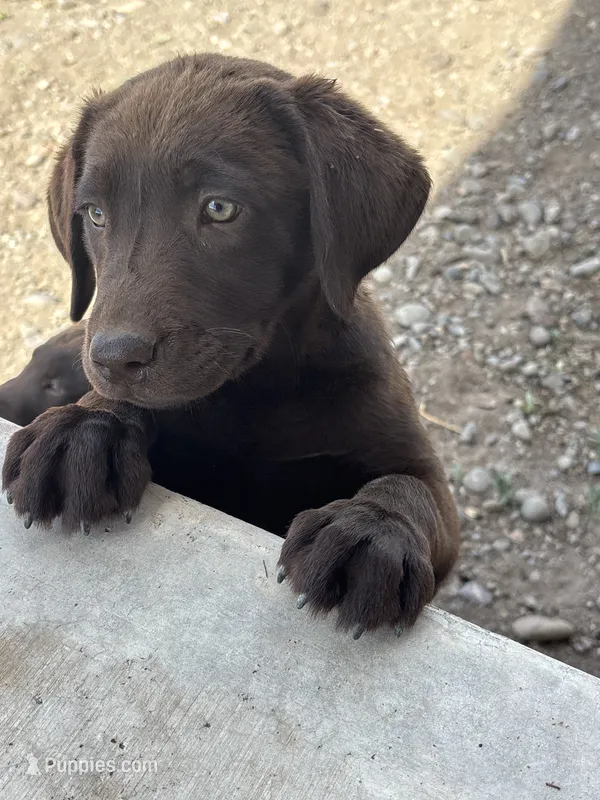 Princess – Labrador Retriever puppy for sale in Colorado, CO