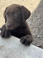 Princess, a female Labrador Retriever for sale in Colorado, CO – 1 of 4