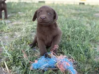 Dan, a male Labrador Retriever for sale in Colorado, CO – 3 of 3