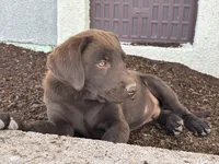 Dixie, a female Labrador Retriever for sale in Colorado, CO – 5 of 5
