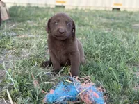 Dan, a male Labrador Retriever for sale in Colorado, CO – 2 of 3