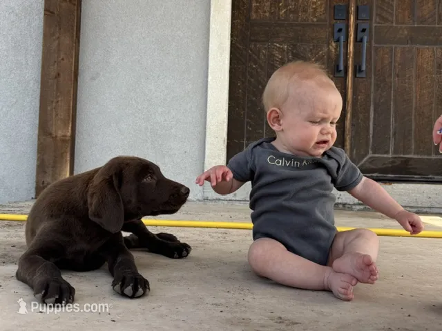 Dixie – Labrador Retriever puppy for sale in Colorado, CO