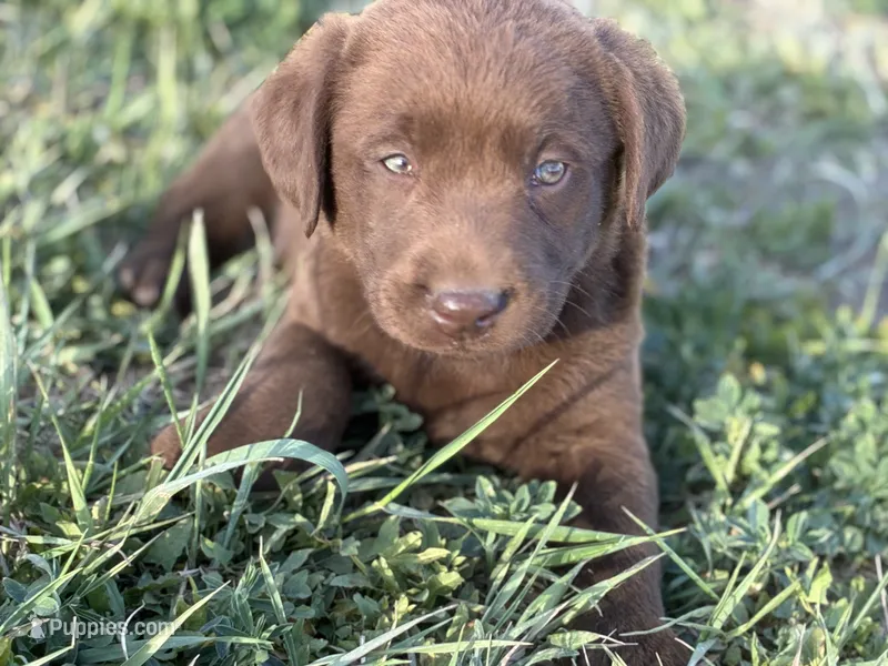 Dan – Labrador Retriever puppy for sale in Colorado, CO