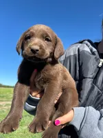 Female #4, a female Labrador Retriever for sale in Colorado, CO – 1 of 2