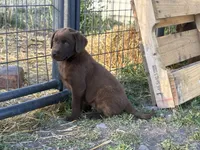 Daisy , a female Labrador Retriever for sale in Colorado, CO – 1 of 3