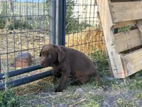Daisy , a female Labrador Retriever for sale in Colorado, CO – 3 of 3