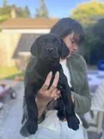 AKC Blue, a female Labrador Retriever for sale in Petaluma, CA – 3 of 7