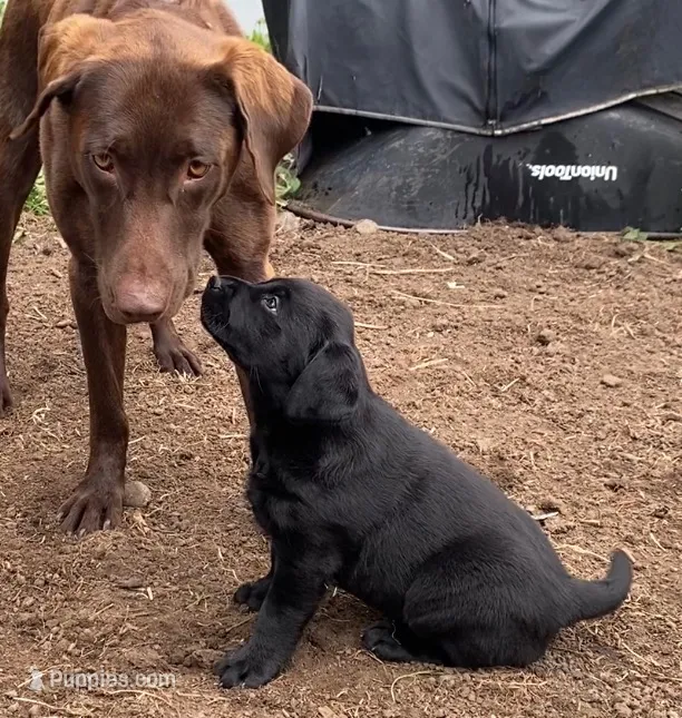 AKC Blue – Labrador Retriever puppy for sale in Petaluma, CA