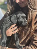 AKC Blue, a female Labrador Retriever for sale in Petaluma, CA – 5 of 7