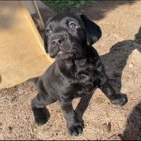 AKC Blue, a female Labrador Retriever for sale in Petaluma, CA – 6 of 7