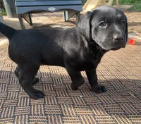 AKC Blue, a female Labrador Retriever for sale in Petaluma, CA – 4 of 7