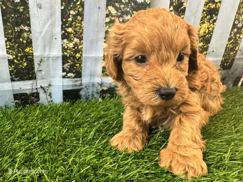 Oliver – Maltipoo puppy for sale in Bella Vista, AR