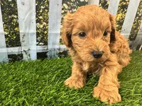 Oliver, a male Maltipoo for sale in Bella Vista, AR – 1 of 8