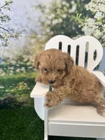 Eve, a female Maltipoo for sale in Kansas City, MO – 4 of 10
