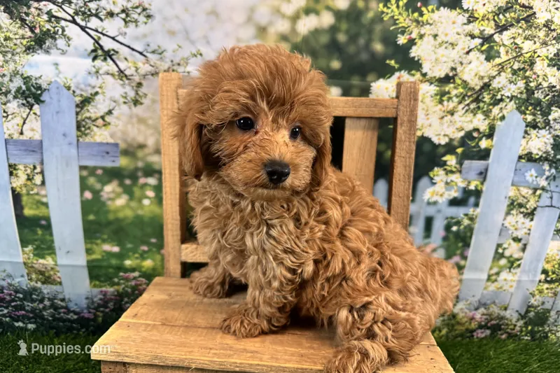 Oliver – Maltipoo puppy for sale in Kansas City, MO