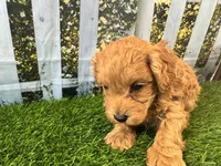 Oliver, a male Maltipoo for sale in Bella Vista, AR – 3 of 8