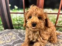 Oliver, a male Maltipoo for sale in Bella Vista, AR – 3 of 10