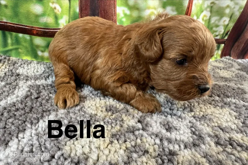 Bella – Maltipoo puppy for sale in Bella Vista, AR