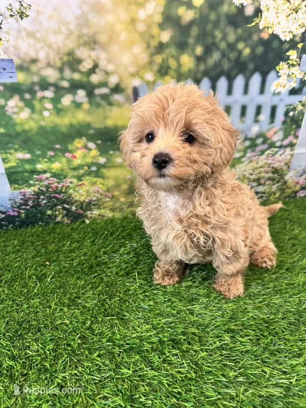 June – Maltipoo puppy for sale in Bella Vista, AR
