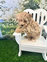 Bucky, a male Maltipoo for sale in Kansas City, MO – 8 of 9