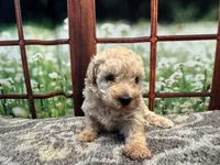 Dolly, a female Maltipoo for sale in Bella Vista, AR – 7 of 8