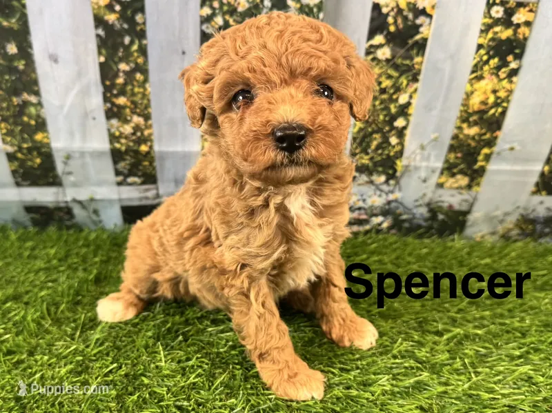 Reba – Maltipoo puppy for sale in Bella Vista, AR