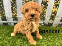 Reba, a female Maltipoo for sale in Bella Vista, AR – 1 of 7