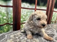 Dolly, a female Maltipoo for sale in Bella Vista, AR – 5 of 8