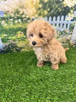 June, a female Maltipoo for sale in Kansas City, MO – 4 of 10