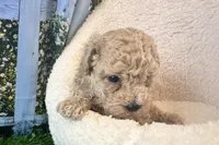 Noah, a male Maltipoo for sale in Bella Vista, AR – 2 of 5