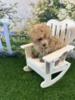 June, a female Maltipoo for sale in Kansas City, MO – 7 of 10