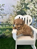 Eve, a female Maltipoo for sale in Kansas City, MO – 7 of 10