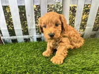 Oliver, a male Maltipoo for sale in Bella Vista, AR – 7 of 8