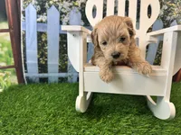 June, a female Maltipoo for sale in Bella Vista, AR – 3 of 5