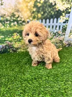 June, a female Maltipoo for sale in Kansas City, MO – 6 of 10