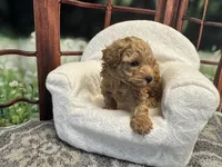 Birdie, a female Maltipoo for sale in Bella Vista, AR – 5 of 7