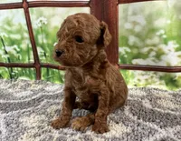 Toby, a male Maltipoo for sale in Bella Vista, AR – 2 of 6