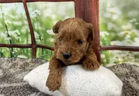 Bella, a female Maltipoo for sale in Bella Vista, AR – 4 of 7