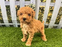 Reba, a female Maltipoo for sale in Bella Vista, AR – 4 of 7
