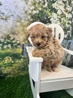Bucky, a male Maltipoo for sale in Kansas City, MO – 7 of 9