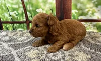 Bella, a female Maltipoo for sale in Bella Vista, AR – 2 of 7