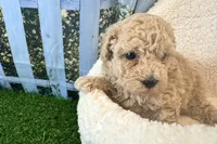 Noah, a male Maltipoo for sale in Bella Vista, AR – 3 of 5