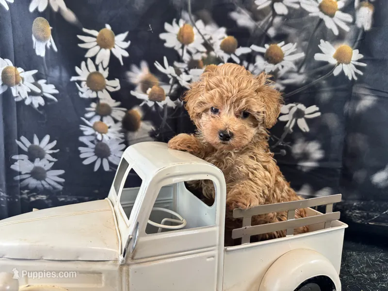 Birdie – Maltipoo puppy for sale in Bella Vista, AR