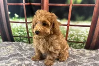 Oliver, a male Maltipoo for sale in Bella Vista, AR – 4 of 10