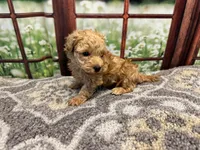 Birdie, a female Maltipoo for sale in Bella Vista, AR – 4 of 7