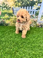 June, a female Maltipoo for sale in Kansas City, MO – 2 of 10
