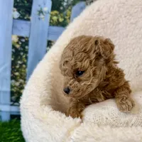 Fiona, a female Maltipoo for sale in Kansas City, MO – Photo 1 of 5