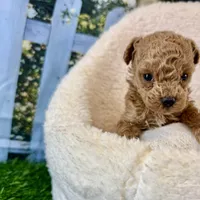 Fiona, a female Maltipoo for sale in Kansas City, MO – Photo 4 of 5