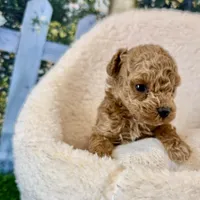 Fiona, a female Maltipoo for sale in Kansas City, MO – Photo 3 of 5