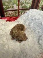 Fiona, a female Maltipoo for sale in Bella Vista, AR – Photo 2 of 3